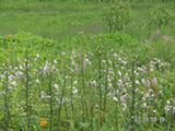 0507456s.jpg