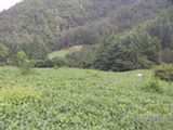 0507467s.jpg