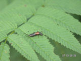 0507469s.jpg