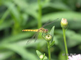 0507476s.jpg