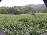 0507478s.jpg