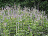 0507483s.jpg