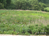 0507484s.jpg