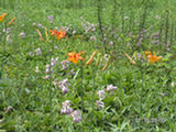 0507485s.jpg