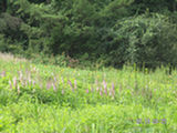 0507487s.jpg