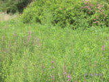 0507488s.jpg