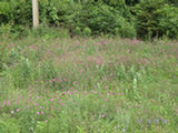 0507493s.jpg