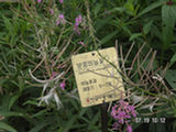 0507528s.jpg