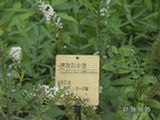0507534s.jpg