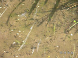 0507554s.jpg