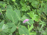 0507556s.jpg