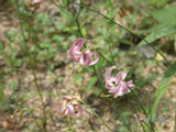 0507565s.jpg