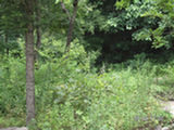 0507575s.jpg