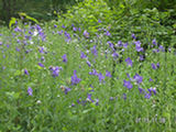 0507579s.jpg