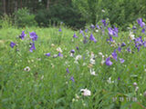 0507580s.jpg
