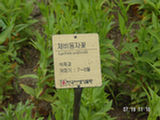 0507585s.jpg