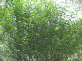 0507662s.jpg
