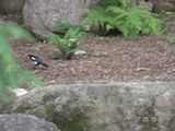 0507663s.jpg