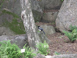 0507664s.jpg