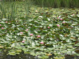0507674s.jpg