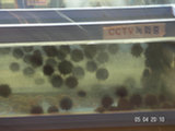 0605014s.jpg