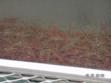 0605064s.jpg
