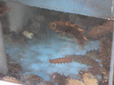 0605065s.jpg