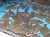 0605067s.jpg