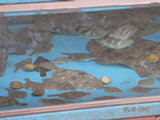 0605072s.jpg