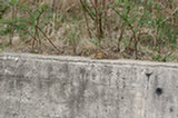 0605086s.jpg