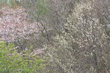 0605089s.jpg