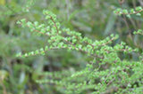 0605090s.jpg