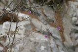 0605091s.jpg