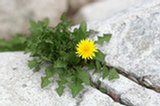 0605093s.jpg