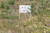 0605095s.jpg