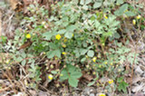 0605097s.jpg