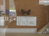 0605134s.jpg