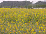 0605142s.jpg