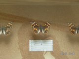 0605155s.jpg
