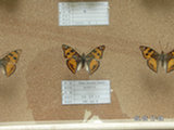 0605156s.jpg