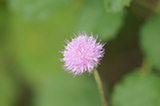 0606132s.jpg