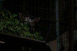 0606333s.jpg