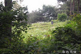 0606425s.jpg