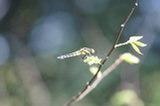 07ap28232s.jpg