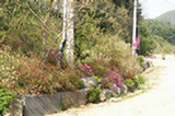 07ap28250s.jpg
