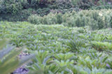 07jl14357s.jpg