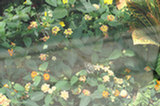 08my02044s.jpg