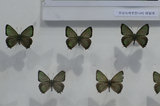09jl13148s.jpg