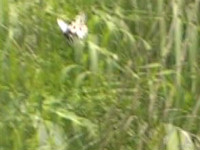 20100605bremeri.jpg