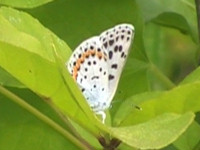 20100605divinus.jpg